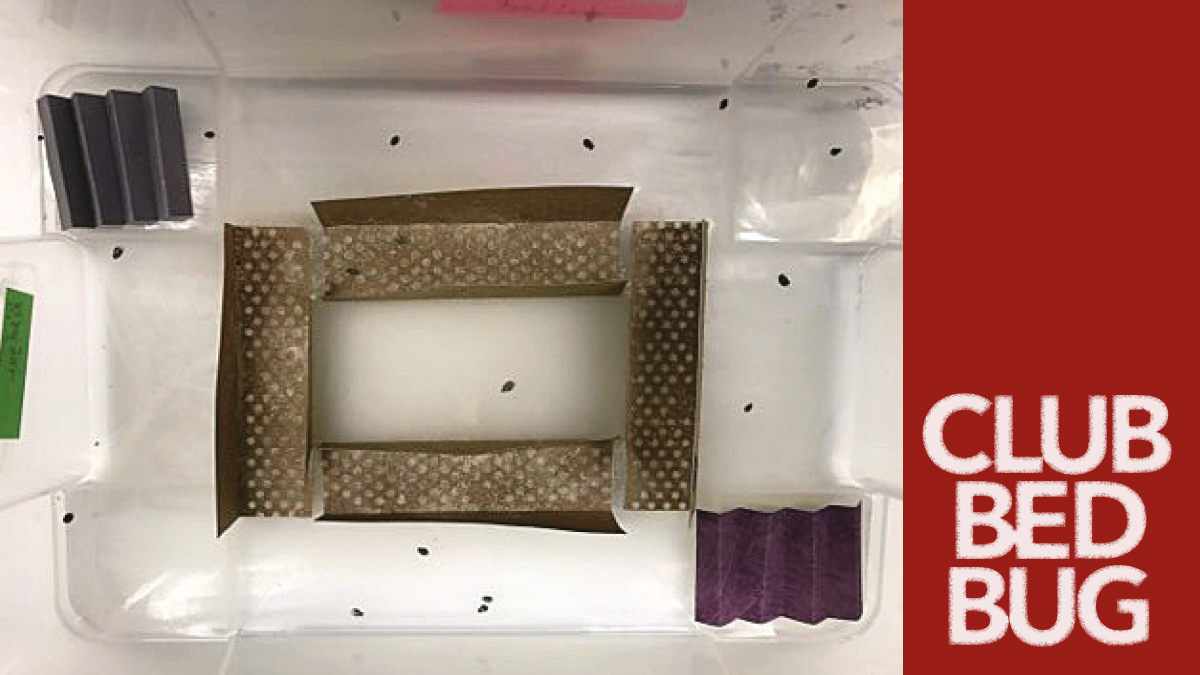 Bed bug tape Bed bug tape